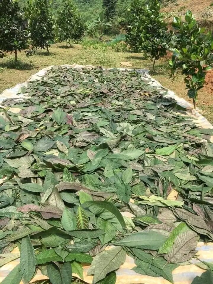 XẢ hàng - 01Kg Lá Khôi Nhung Tốt Cho Dạ Dày Hàng Loại 1