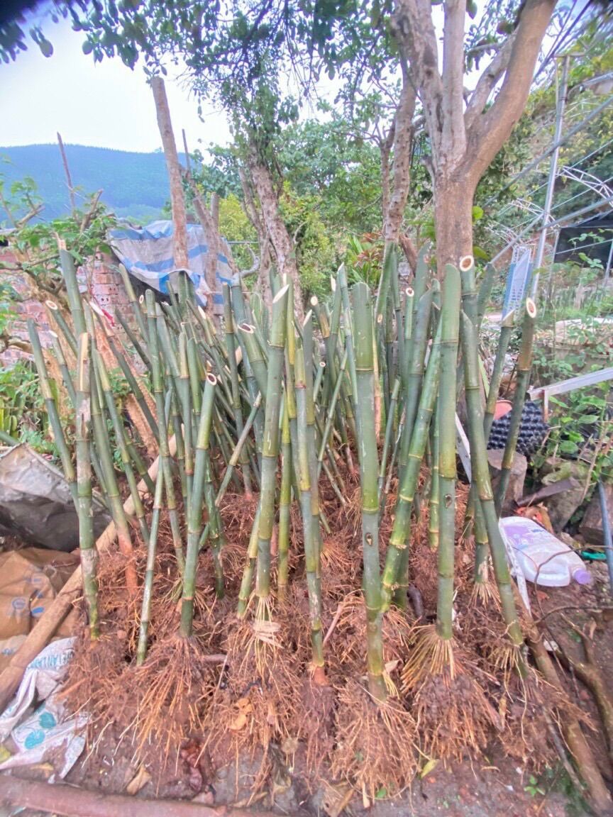 Tre đốt xanh trồng kiểng hay bàn trà
