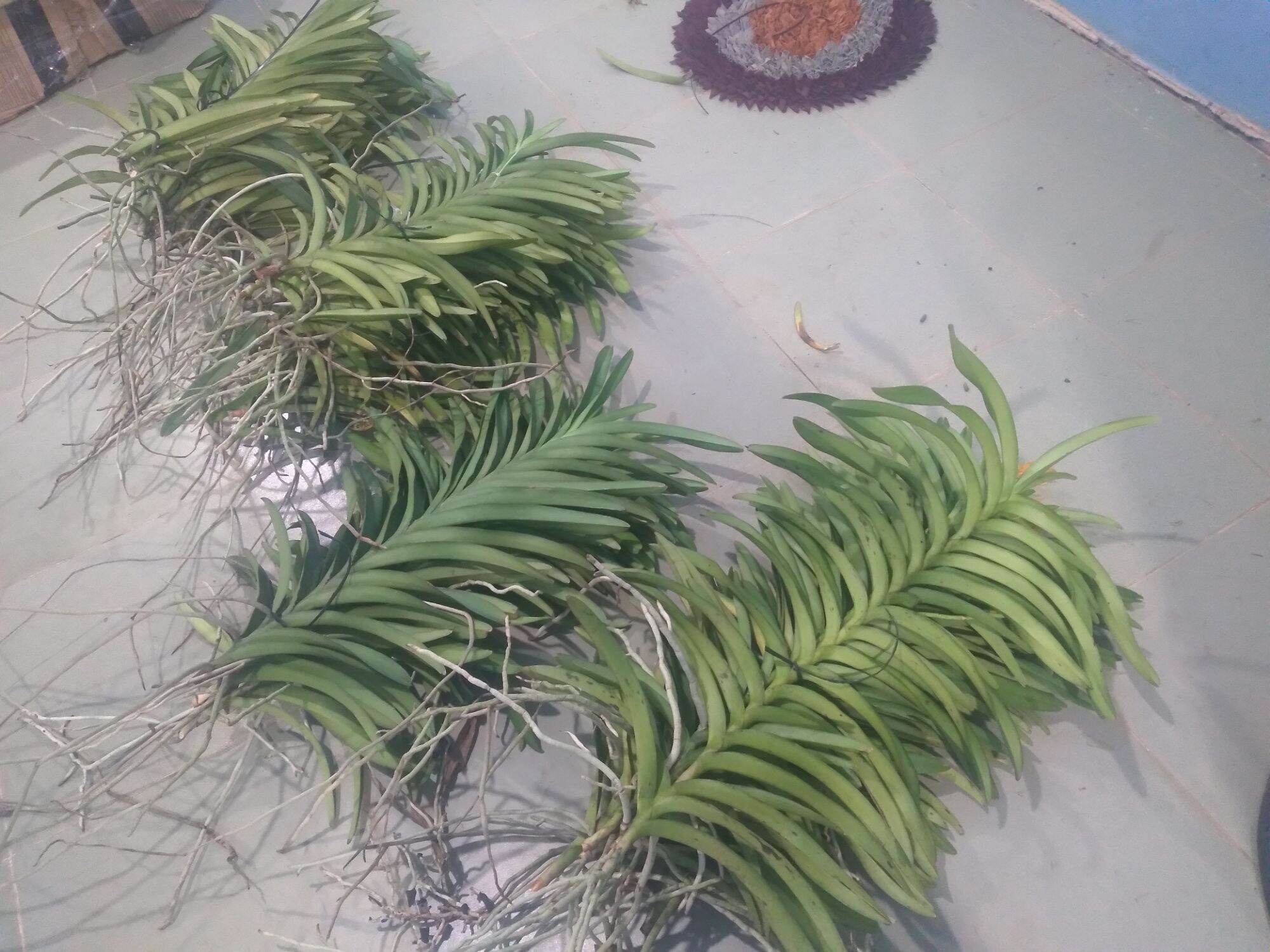 2 Cây Lan Giống Mokara  Màu Đỏ (cây cao 50-60 cm)
