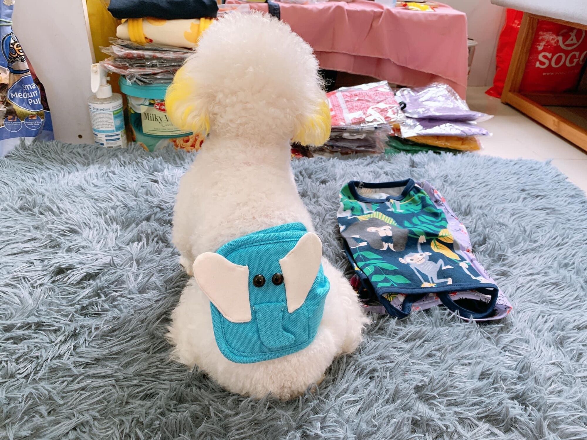 Tã quấn sinh lý cho cún đực