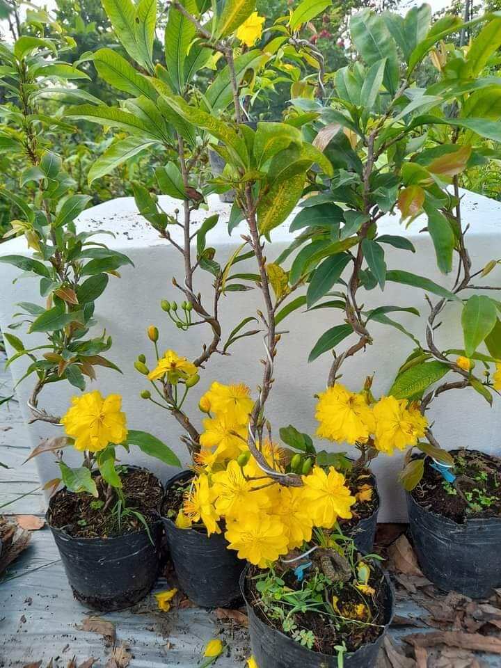 cây mai đại lộc hoa nhiều cánh