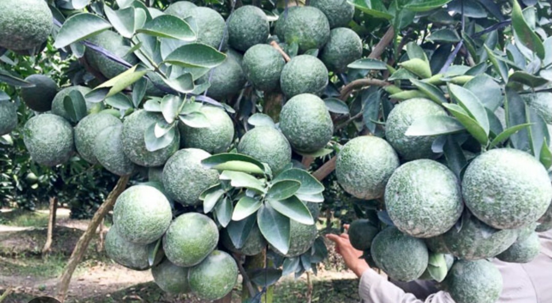 CÂY GIỐNG CAM SÀNH, CAM KẾT CHUẨN GIỐNG 100%