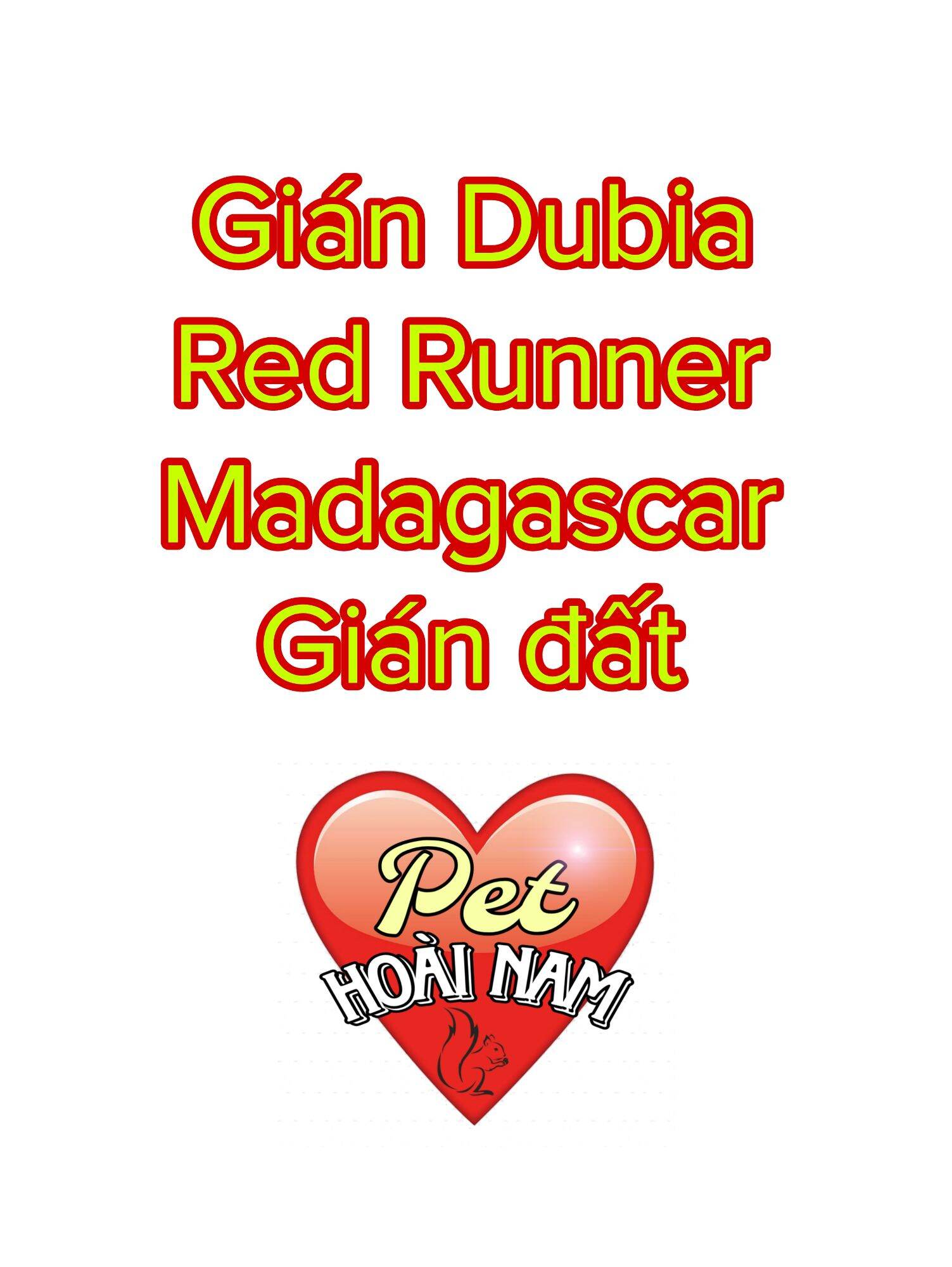 Gián Dubia, Red Runner, gián đất, Madagascar - Hoài Nam Pet