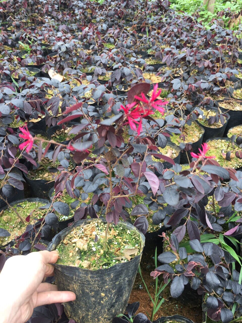Cây hồng phụng nhỏ