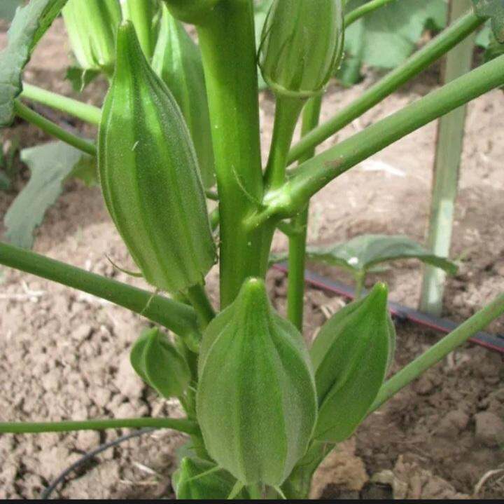 Hạt đậu bắp  khổng lồ 50 Hạt  trái to siêu quả