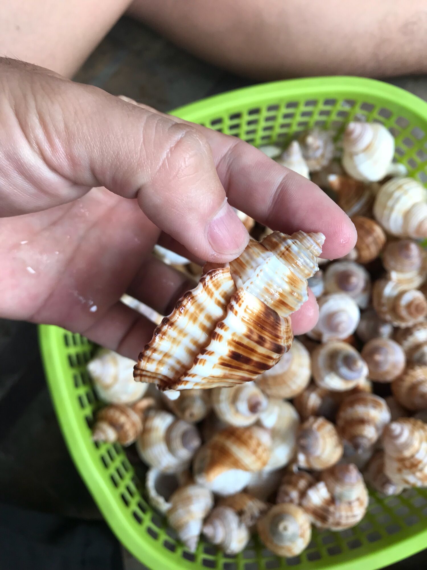 Vỏ ốc Size M++