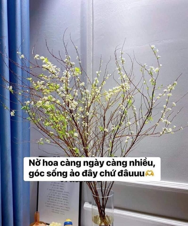 Combo 1 bó 10 cành tuyết mai đang nụ