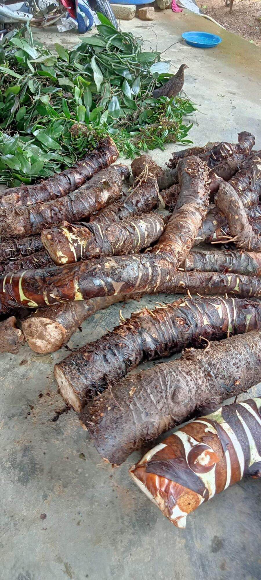 4kg= 1củ củ bạc hà núi lâu năm hàng đào .