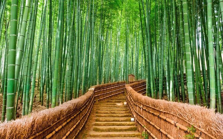 Tre đắng gốc giống
