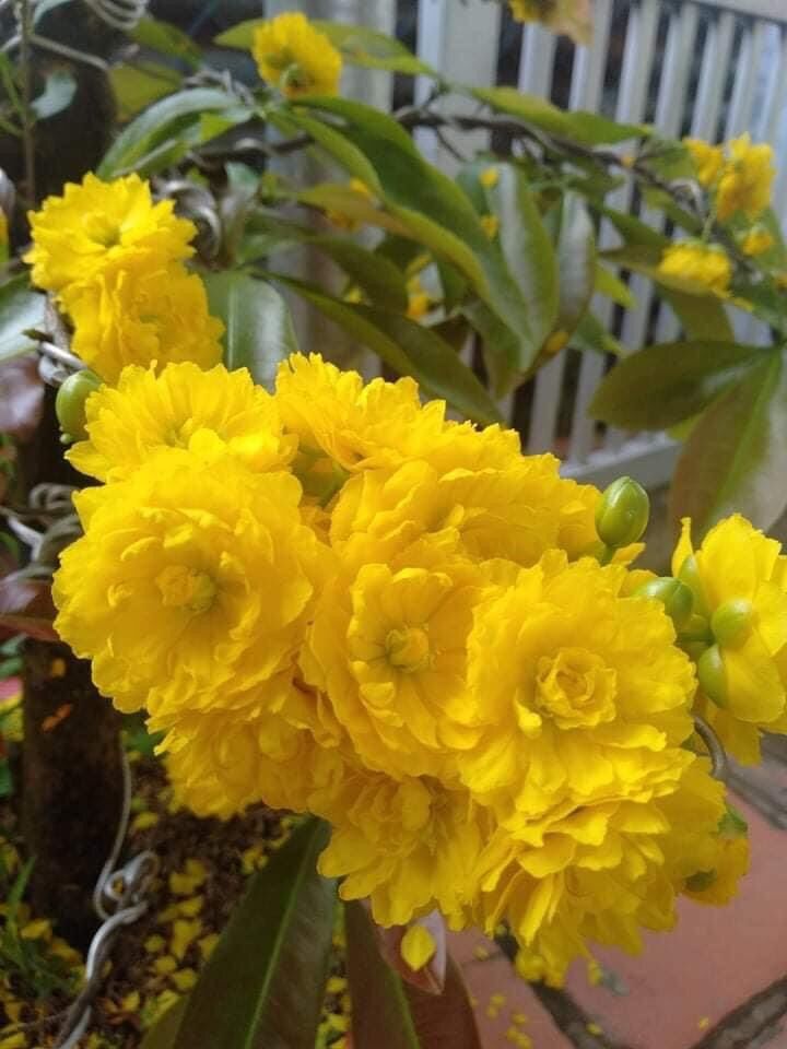 [HCM]Mai cúc 2 tầng cây mai đột biến (huỳnh tấn phát) gốc quái mini.