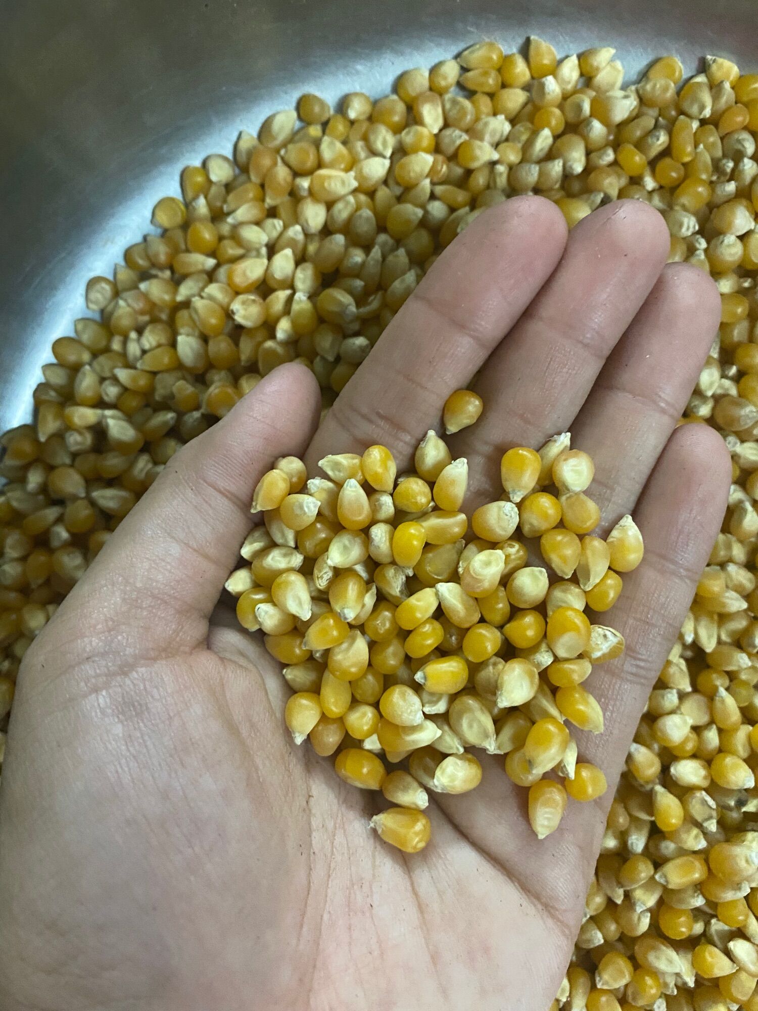 Hạt bắp khô gói 500g