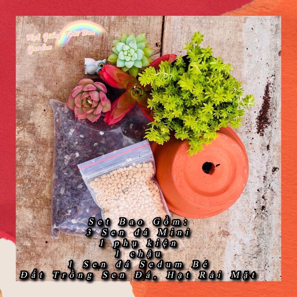 SET TIỂU CẢNH SEN ĐÁ RANDOM 💵 ĐÀ LẠT 🍄 HƯ 1 ĐỔI 1❄️SIÊU CUTE