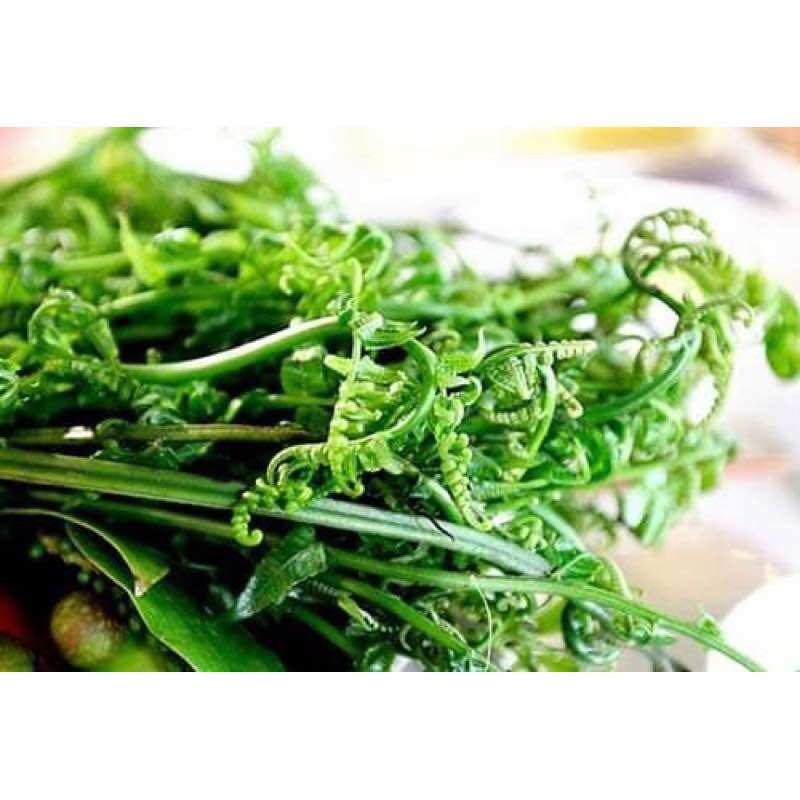 Cây Rau Rớn ( Rau Dớn)