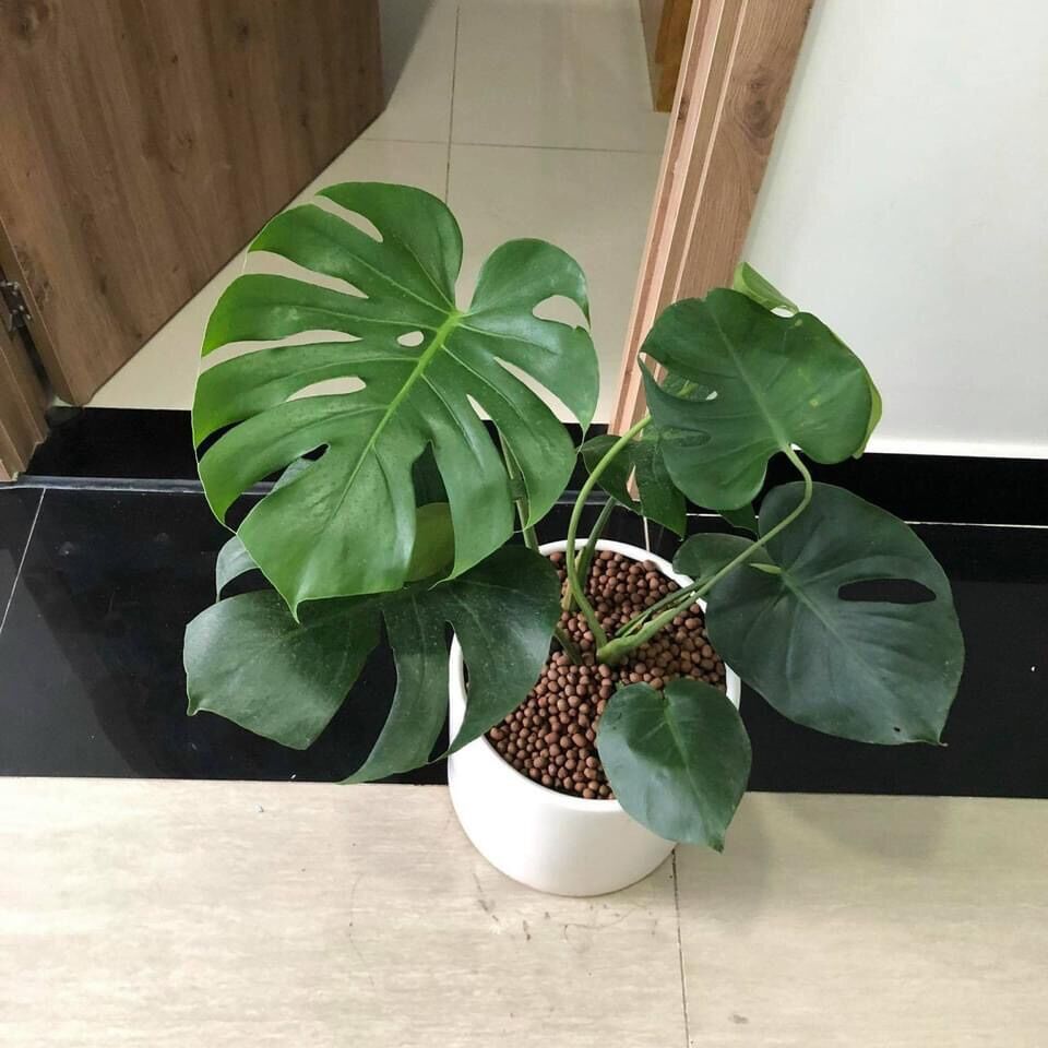 Cây trầu bà lá xẻ Nam Mỹ/ Monstera