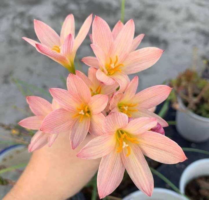 2 củ hoa huệ mưa ngoại