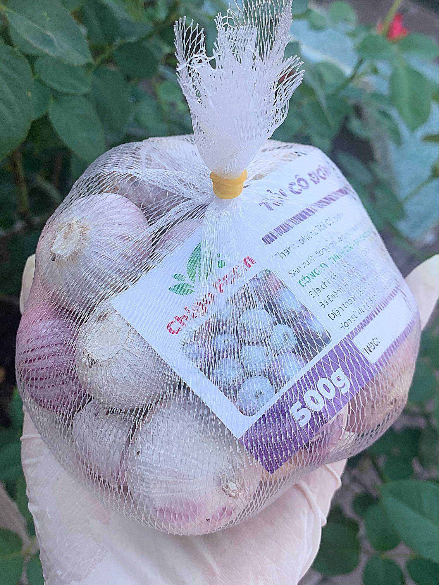 Tỏi Cô Đơn-Chigo Farm hay còn gọi tỏi 1 nhánh, tỏi 1 tép được xuất khẩu ở các nước trên thế giới để chế biến làm tỏi đen rất tốt cho sức khoẻ.