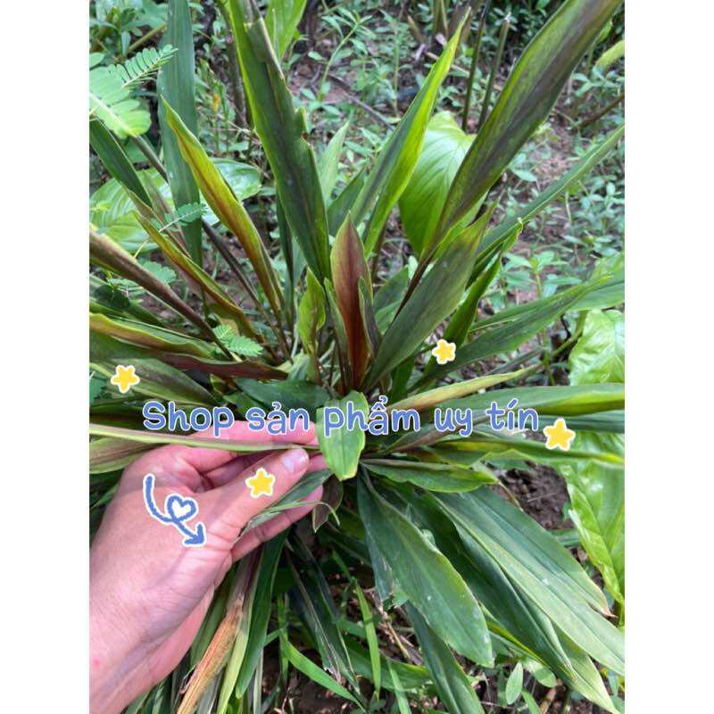 Cây tam thất rừng lá đỏ (củ giống)