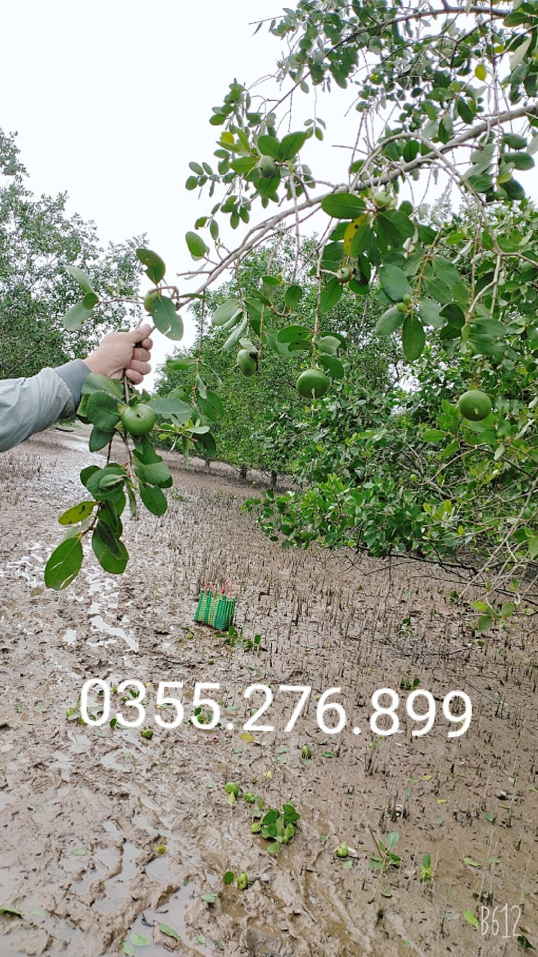 Quả bần tươi 1kg