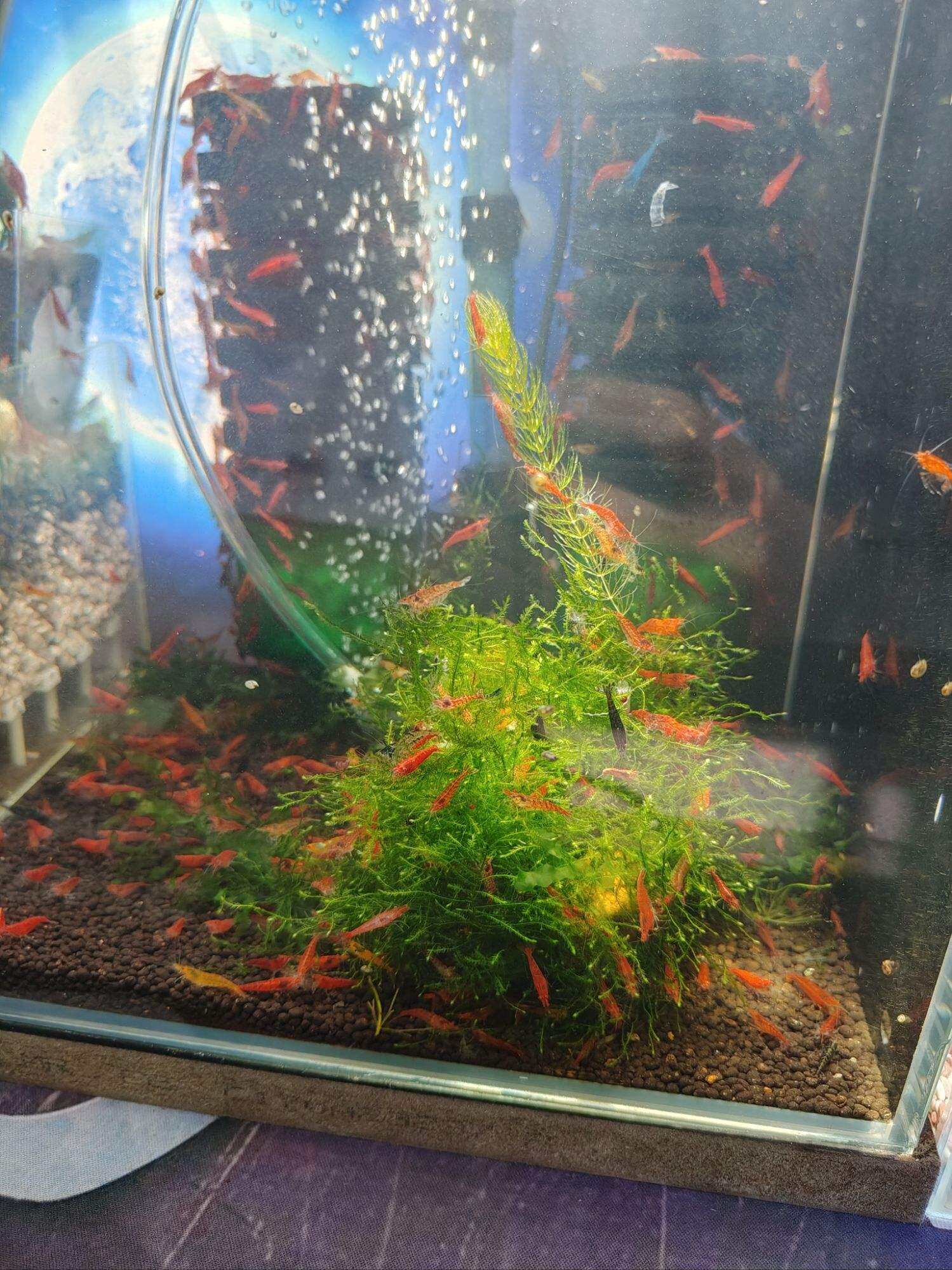 Combo 55c tép loạn màu thuỷ sinh