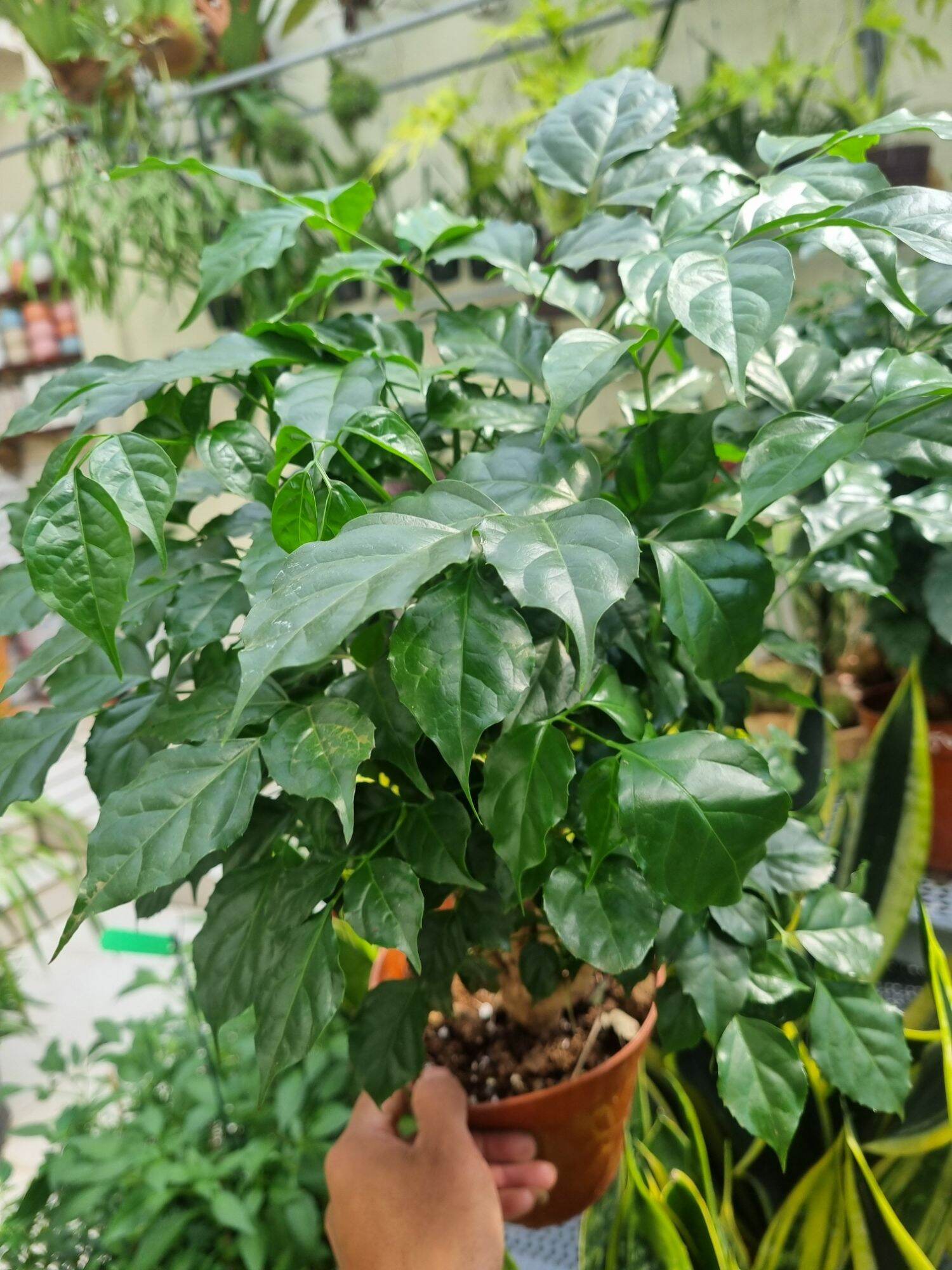 Chậu Cây hạnh phúc  - cây để bàn
