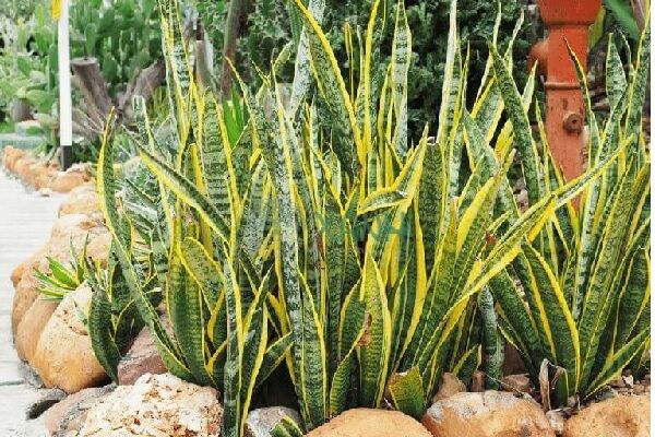 Cây lưỡi hổ cao viền vàng