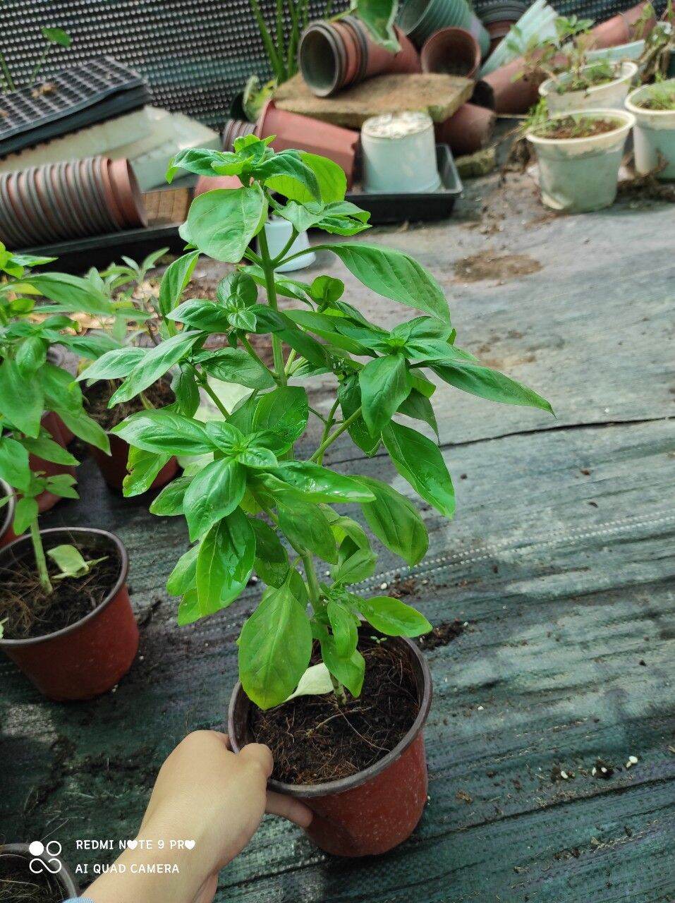 Cây basil (húng quế tây)