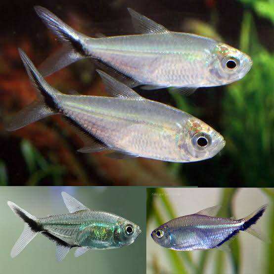 Combo 6 con cá cắt kéo size to 4-5cm. Bơi bầy đẹp. Rất dễ nuôi