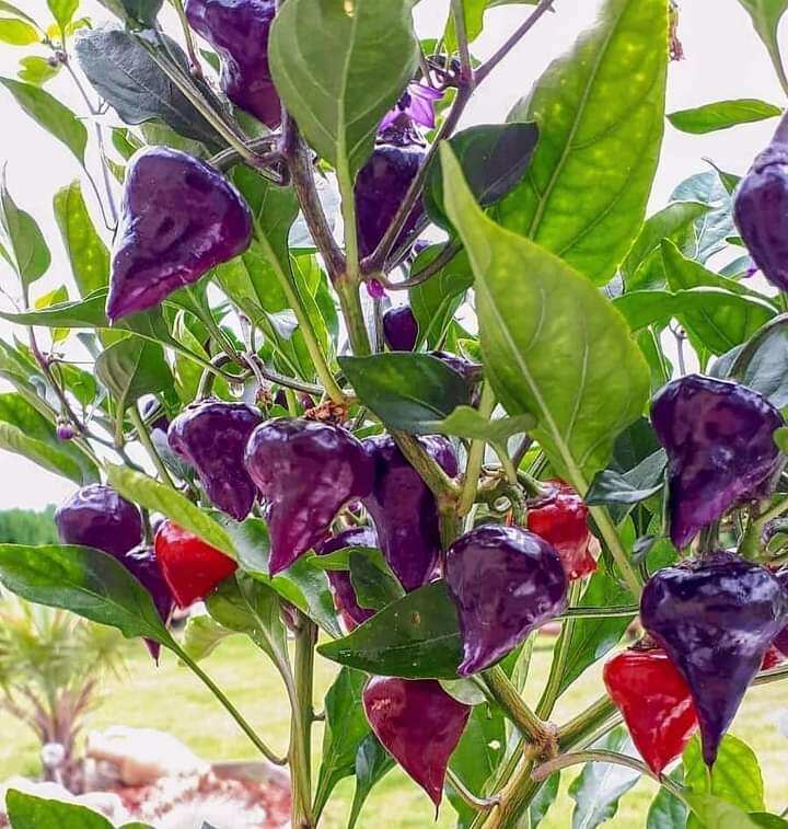 Hạt ớt ufo purple 2 hạt