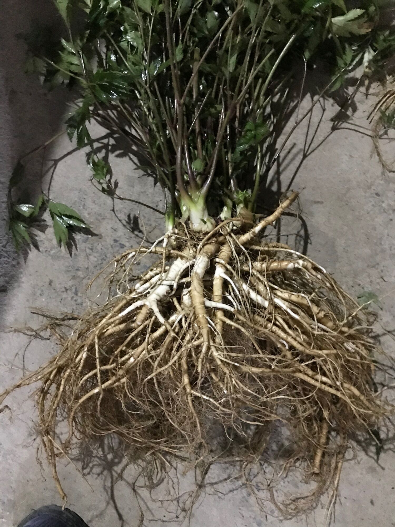 1kg sâm đương quy tươi (3 củ/1kg) rất thơm, già củ
