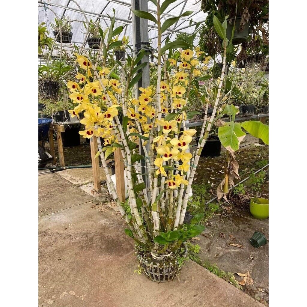 Hoa Lan Hoàng Thảo Thái Bình(khóm 50cm trở lên)