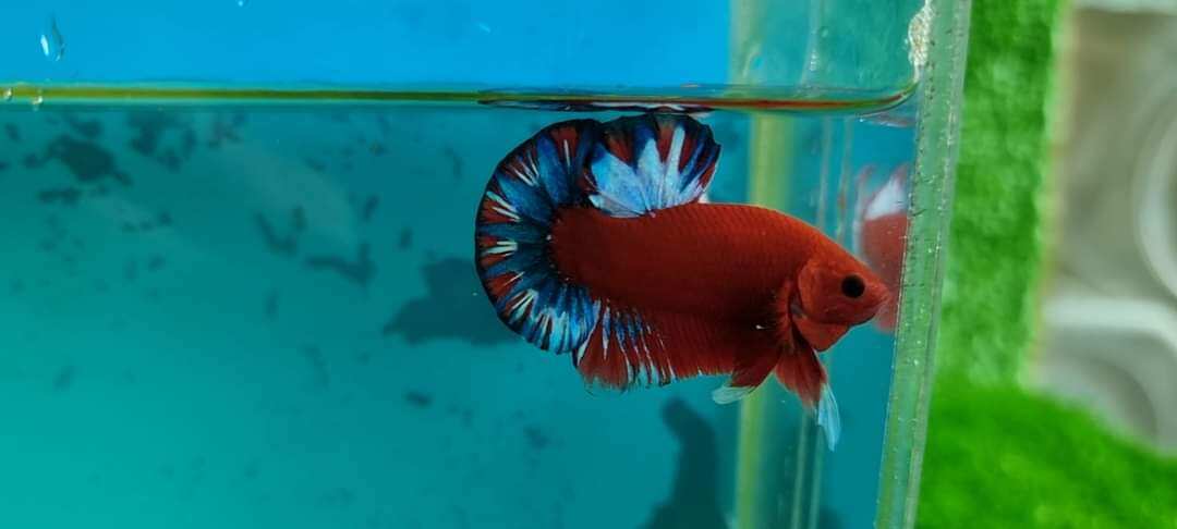 (betta) RED FANCY trống mái(1 cặp)