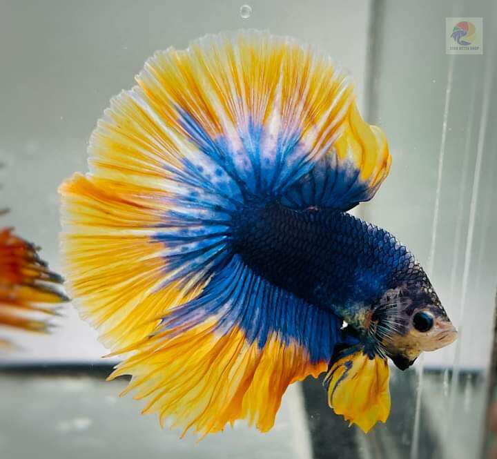 BETTA HALFMOON ( COMBO 2 CẶP TRỐNG + MÁI ) MÀU NGẪU NHIÊN SIZE TO MÀU ĐẸP TẶNG KÈM 2G CÁM. BẢY MÀU #