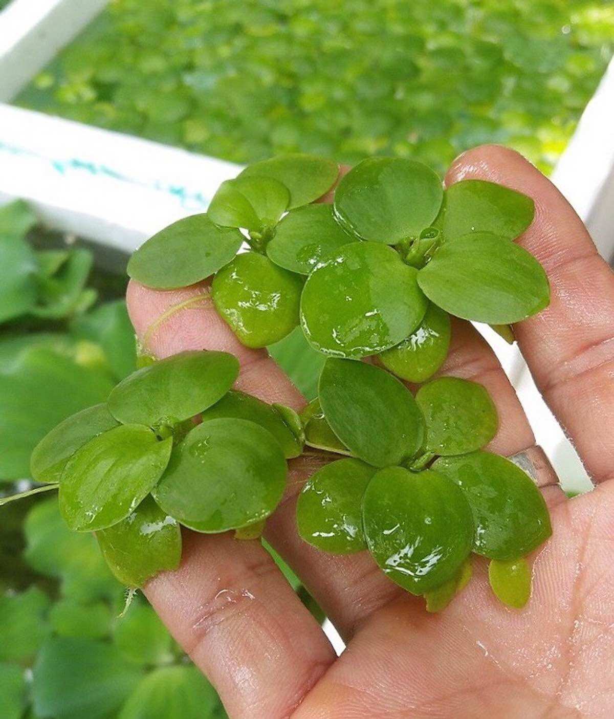 Combo 10 nhánh bèo nhật trang trí bể cá- thuỷ sinh