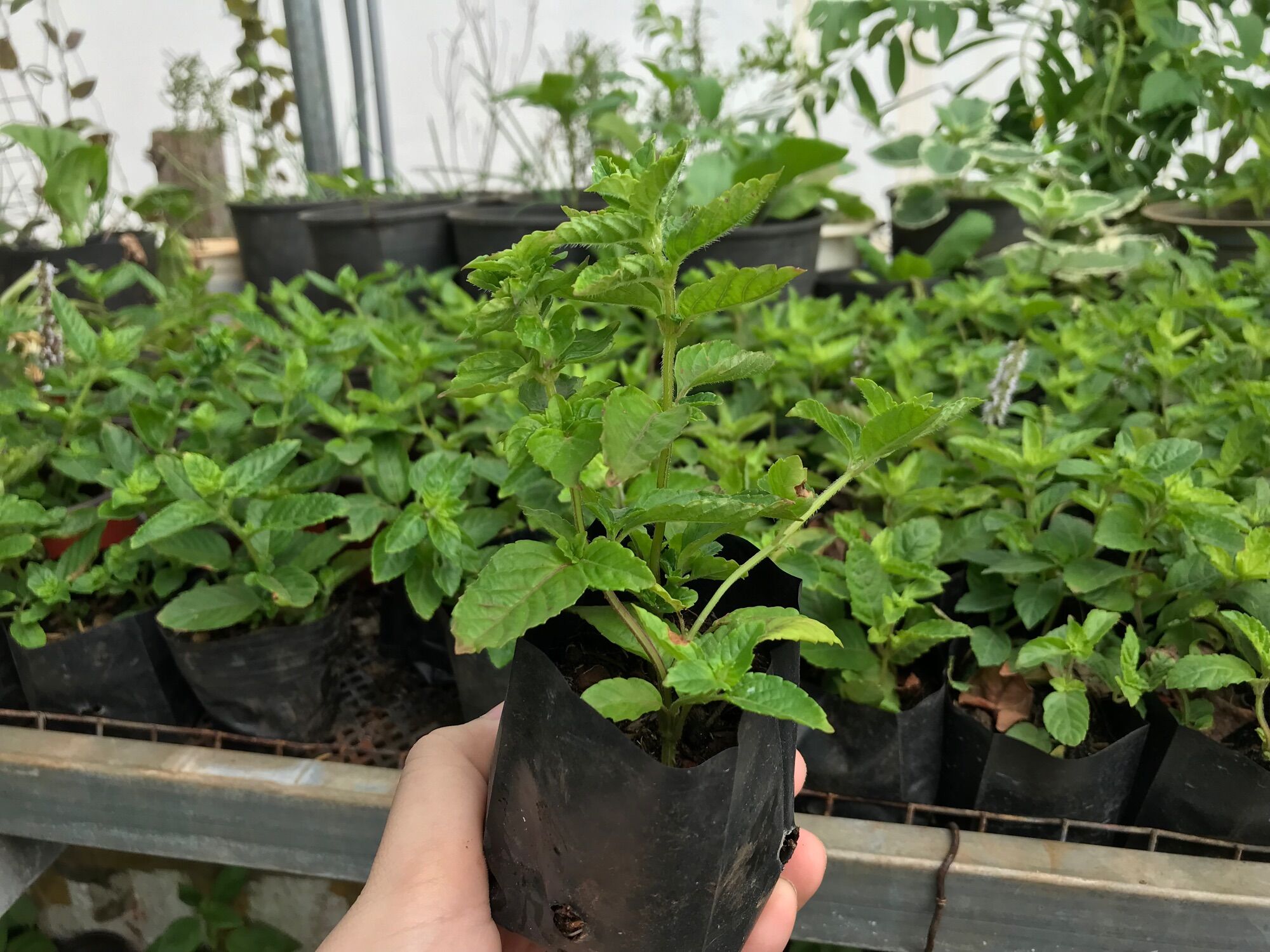 Bầu cây sương sáo giống