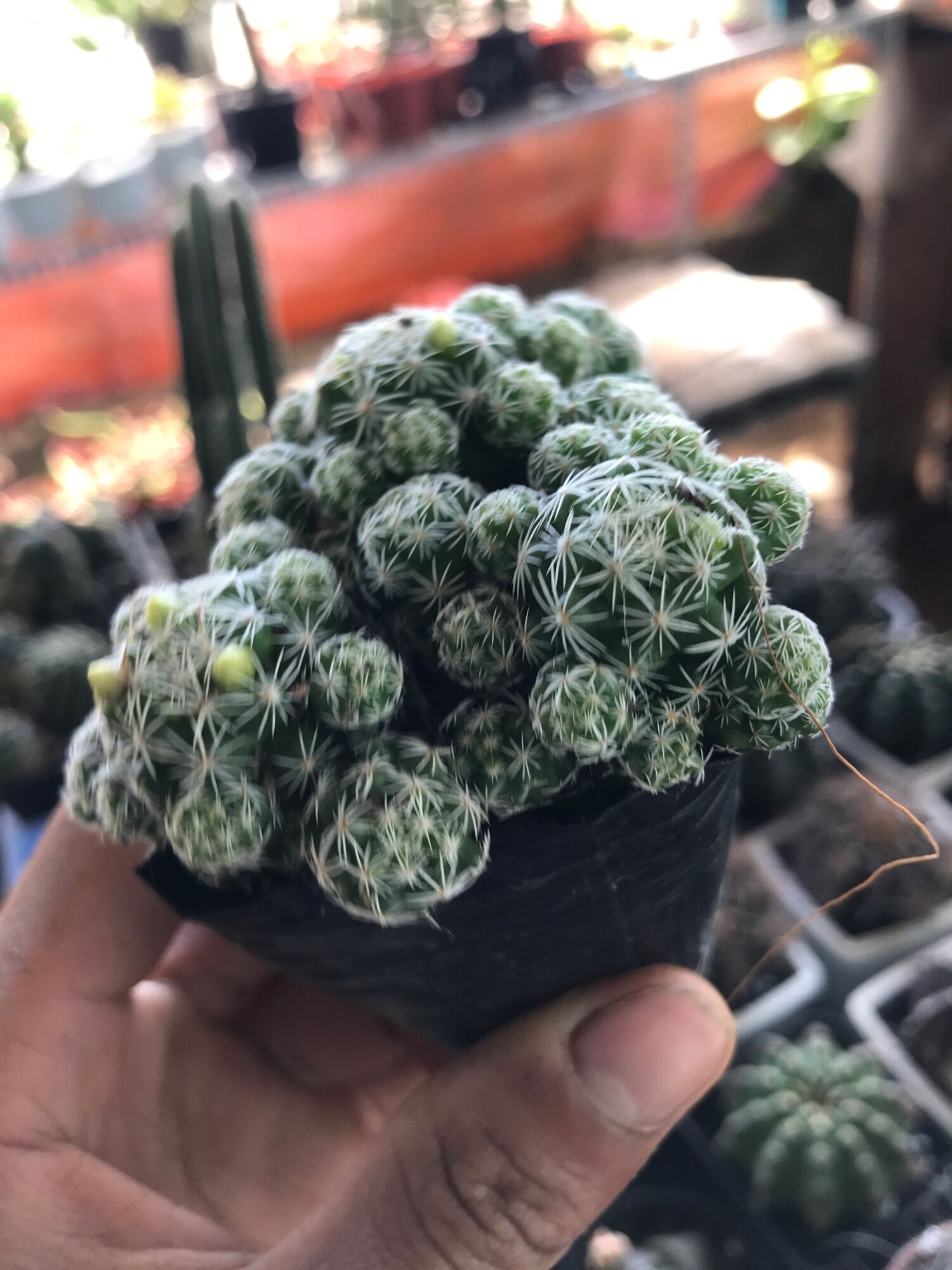 Cây xương rồng Trứng chim