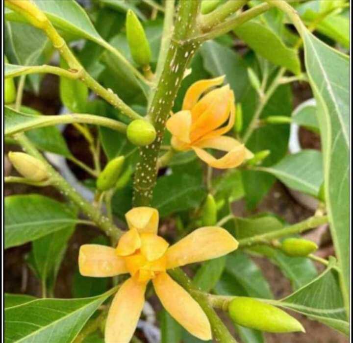 cây hoa ngọc lan (cây giống)