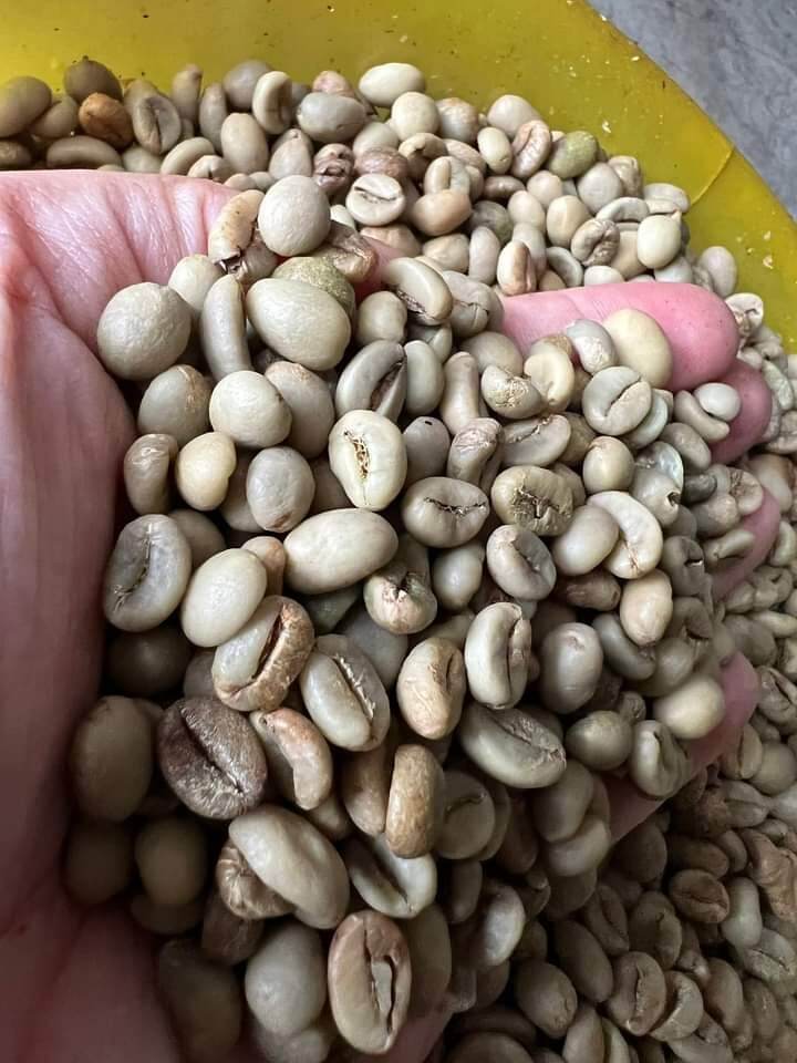 Cafe Robusta nhân sống BAN MÊ THUỘT 1kg
