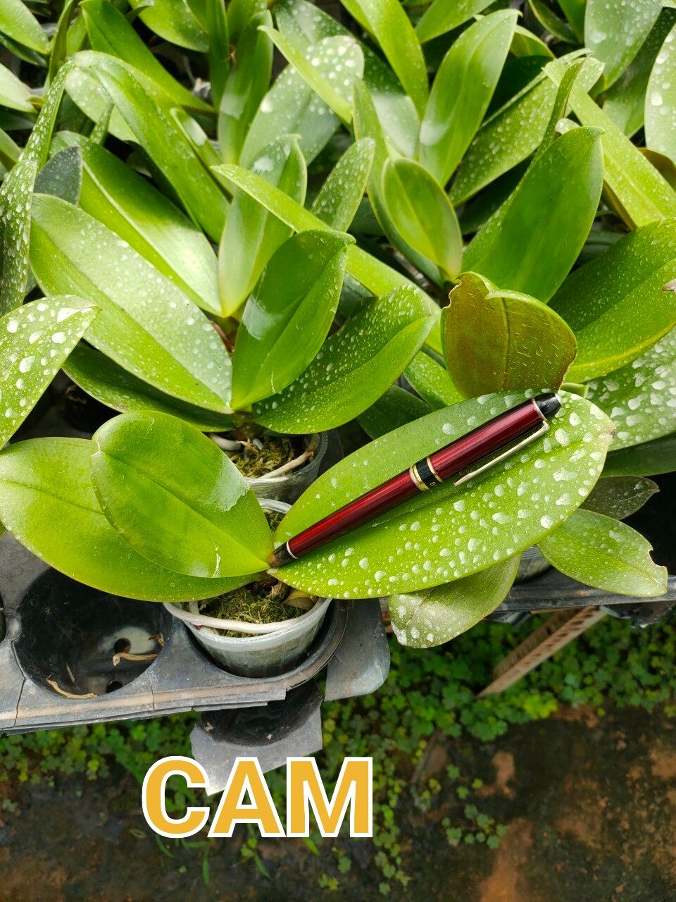 lan hđ cốc 2.5 hoa cỡ trung màu cam