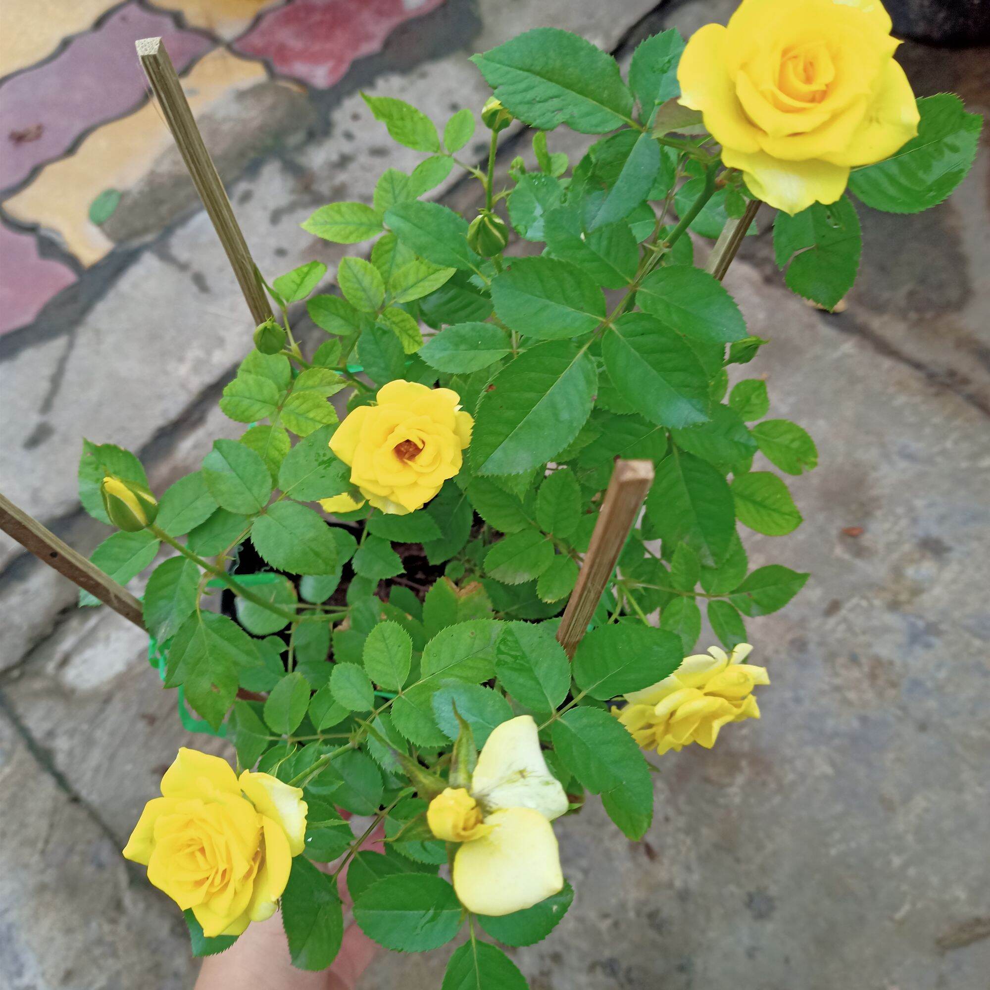 Chậu cây hoa hồng tezza vàng