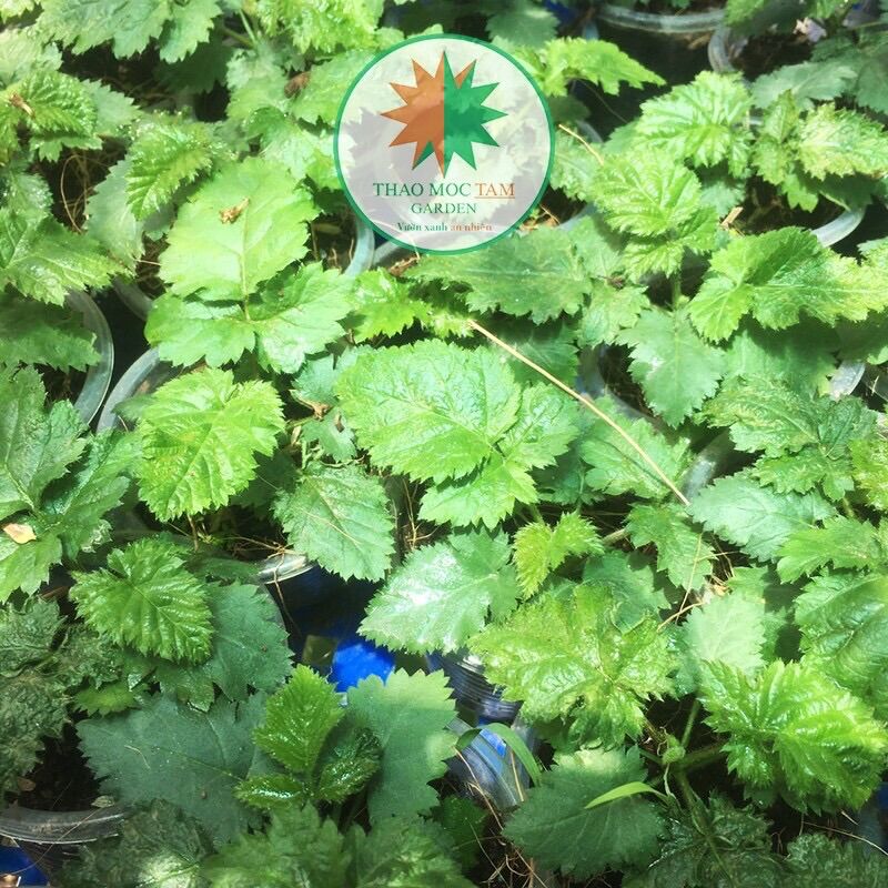 03 Cây giống Phúc Bồn Tử đen/ Cây Mâm xôi đen