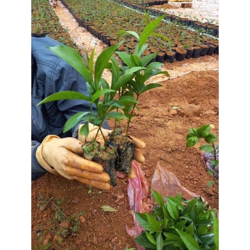 Cây Hoa Nhài Nhật(1 bầu cây giống)