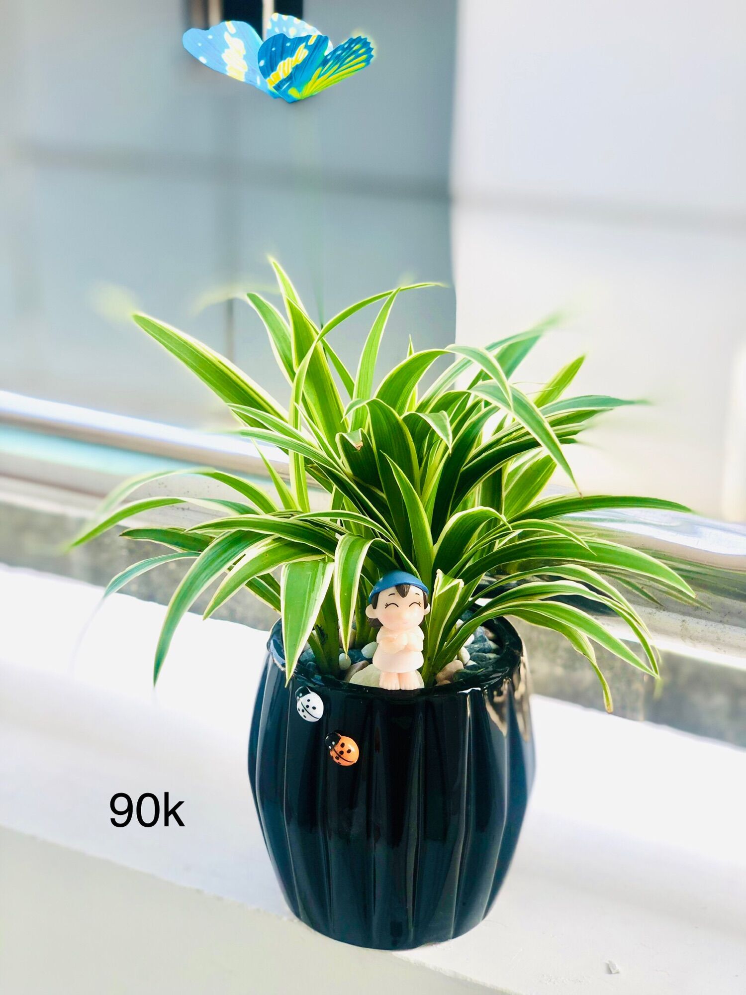 Chậu tiểu cảnh cỏ lan chi 8x15cm