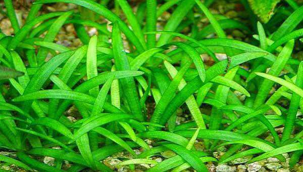 CÂY CỎ THÌA THỦY SINH-40K/10NGỌN