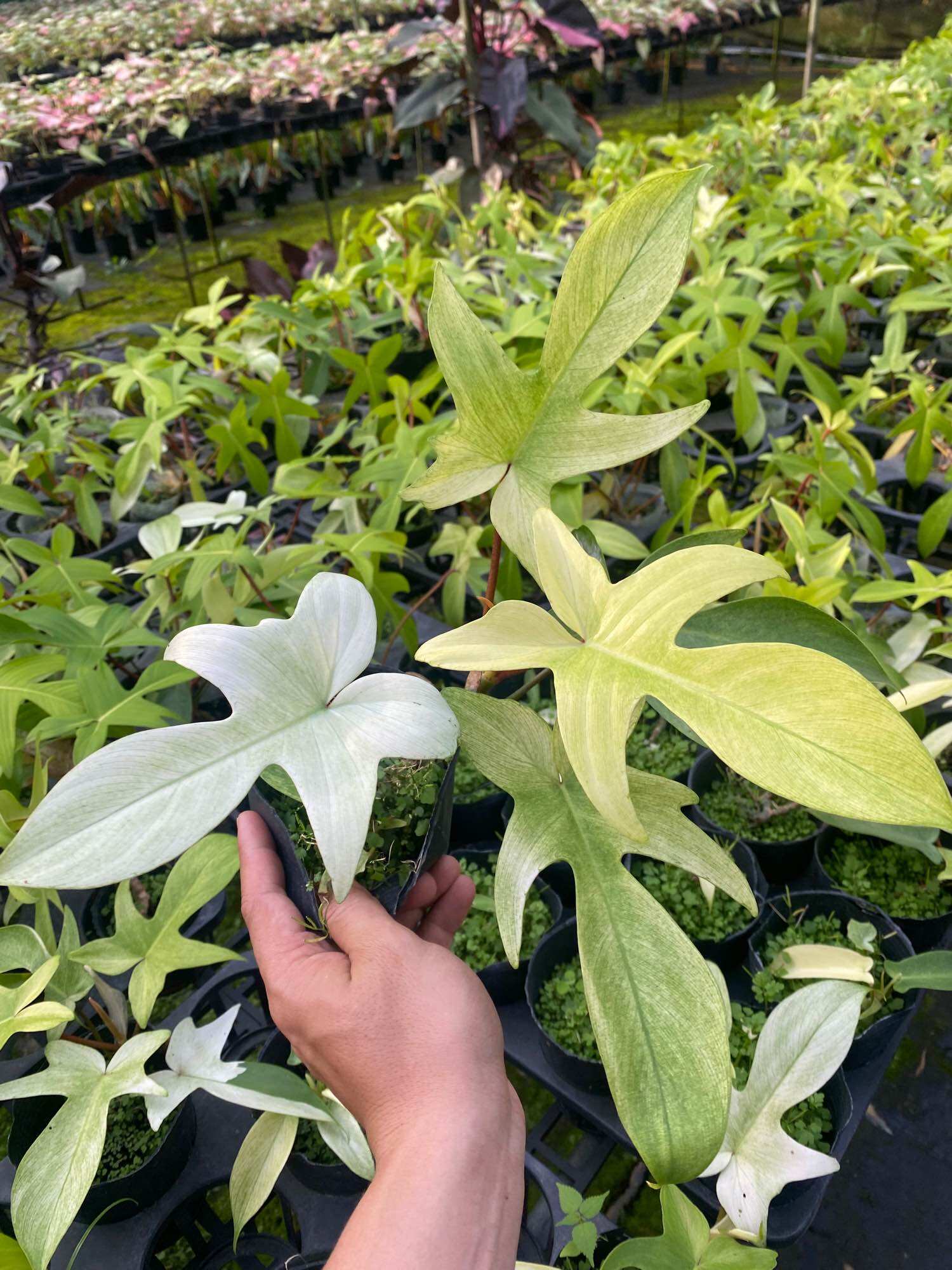Én var mint, hàng var, sưu tầm cây phong thuỷ, cây decor