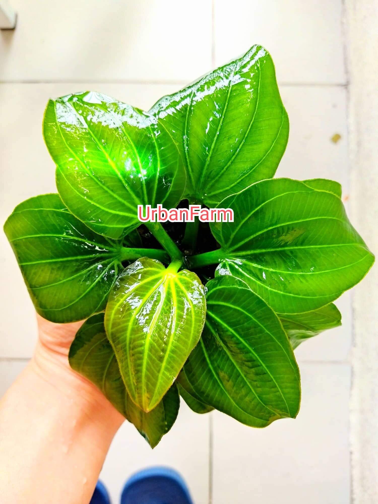 Cây trầu iguazu 2009 trồng trong bể thủy sinh