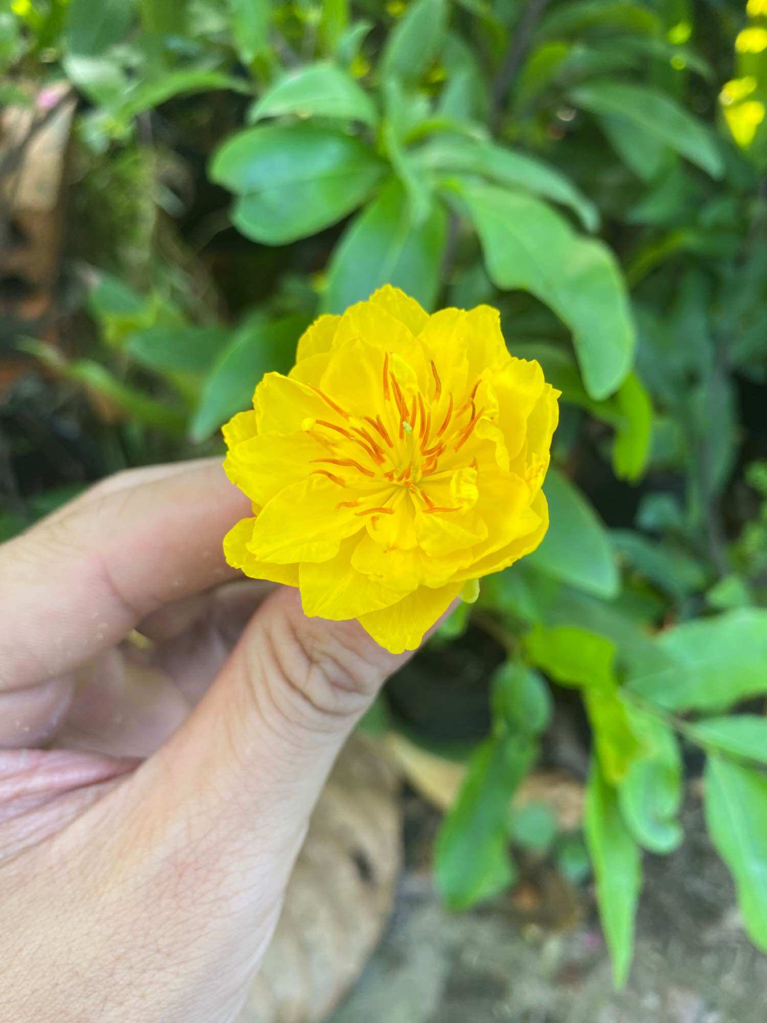 Combo 3 Mai vàng cúc thọ hương ( cao 30- 40 cm)