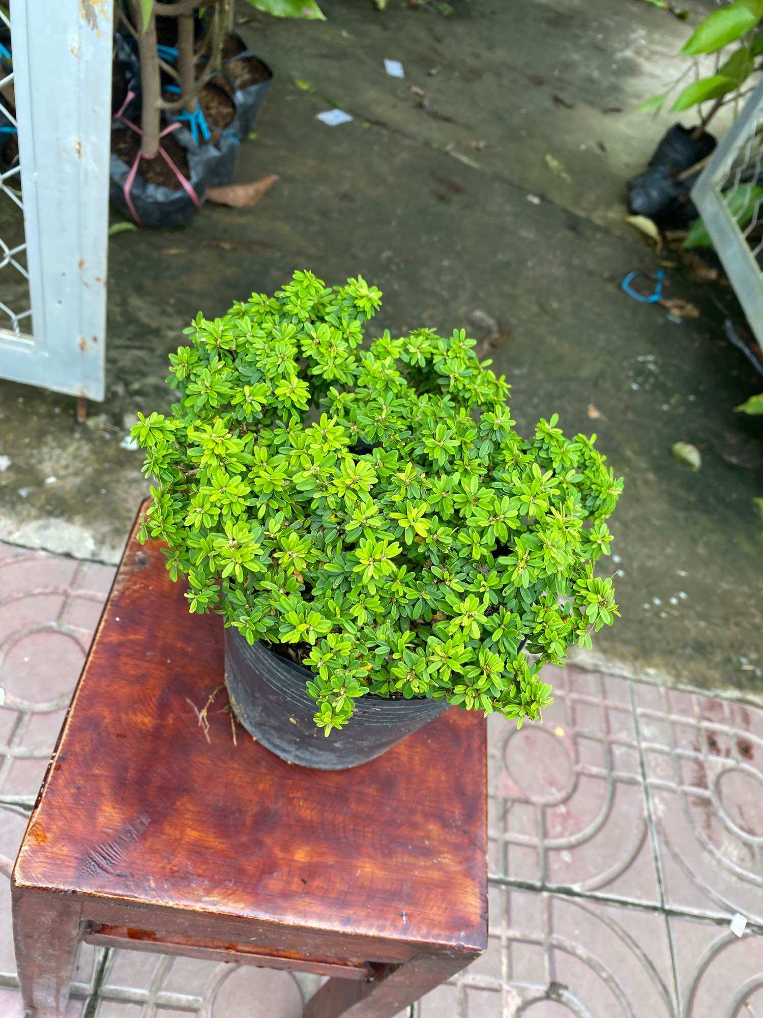 Linh sam hạt gạo siêu bông bonsai mini  tròn tàn