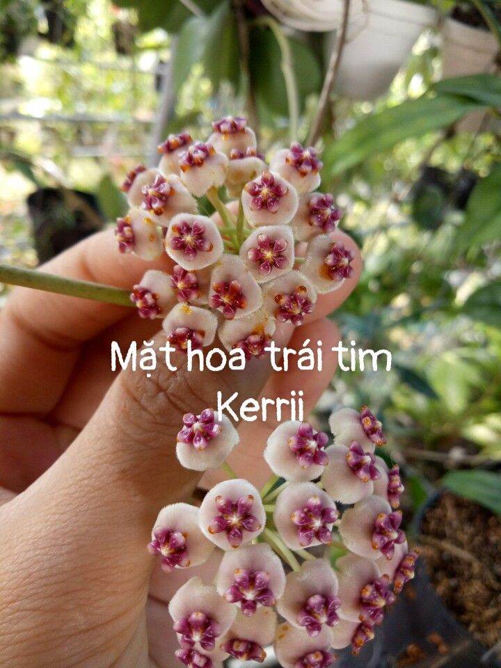 Cẩm cù trái tim size trung sắp hoa