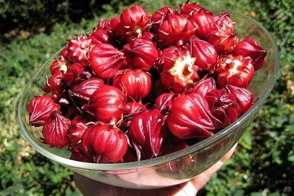 (1 cây) Cây Atiso đỏ (cây bụt giấm) - cao 20-40cm