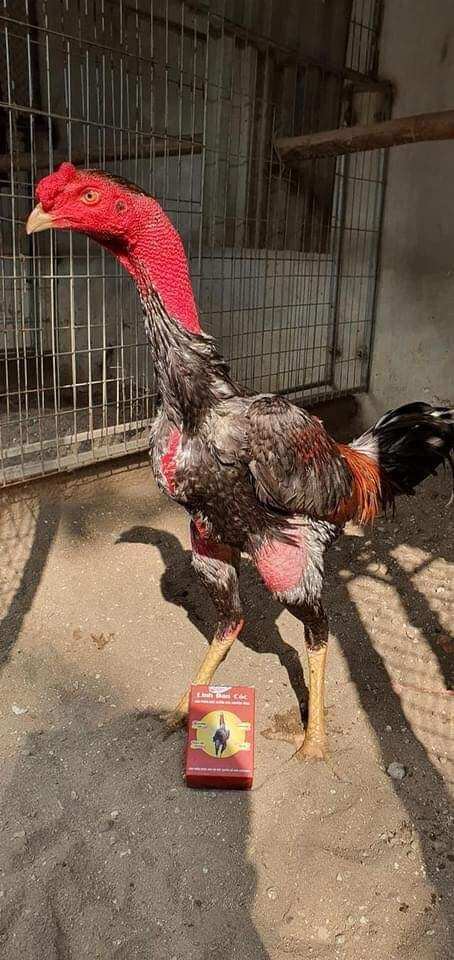 Linh đan cóc nguyễn tùng cho gà chọi, gà đá